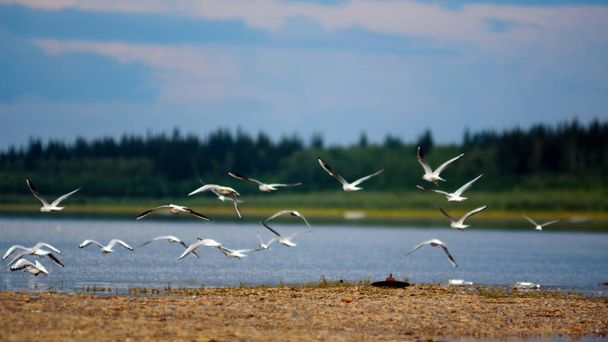 Ein Schwarm wilder, nördlicher weißer Vögel fliegt mit wehenden Flügeln über das Ufer des Flusses vilyu mit leeren Wodkaflaschen in Jakutien vor dem Hintergrund des Taiga-Fichtenwaldes unter blauem Himmel und Wolken. - Foto, Bild
