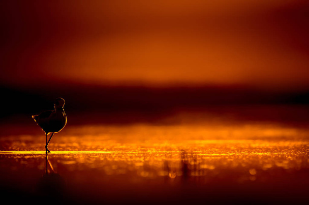 Sunset nature and bird. Sunset nature background. Common water bird: Black winged Stilt. Himantopus himantopus. - Foto, Imagem