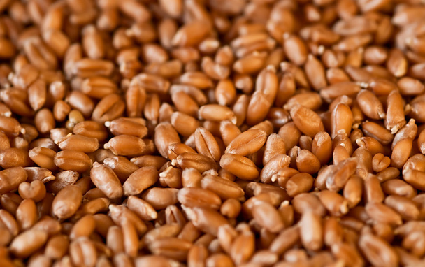 Germinated wheat grains as background - Photo, Image