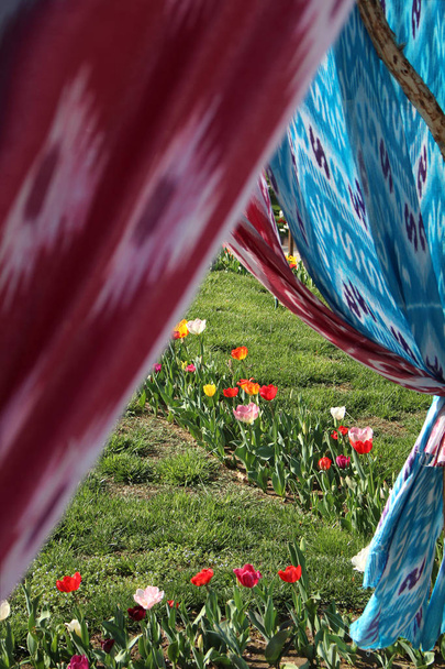 Flor tulipanes escena enmarcada por tejidos étnicos uzbekos
 - Foto, imagen