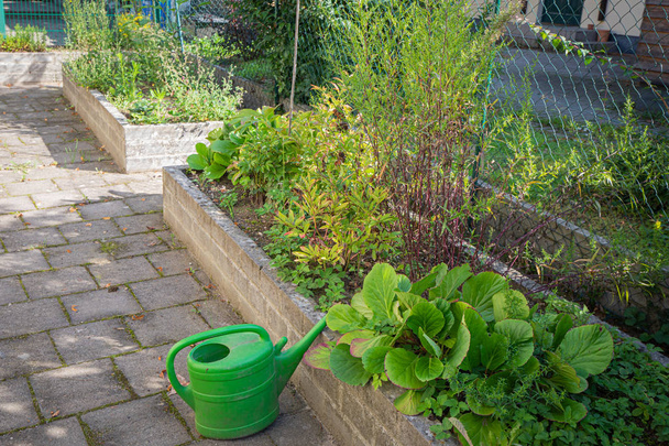uma lata de rega verde fica na frente de duas camas de ervas
 - Foto, Imagem