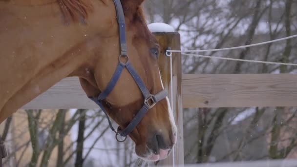 Pomalý pohyb, zavřít: mladý kůň s bílým a světle hnědým kabátem venku v zasněžené zimě. Majestátní hřebec pozoruje malebný sníh pokryté krajinou zpoza dřevěného plotu. - Záběry, video