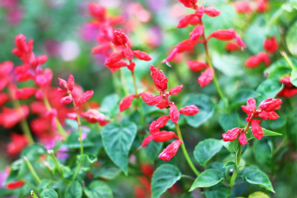 квіти сальвії квіткова клумба в саду
 - Фото, зображення