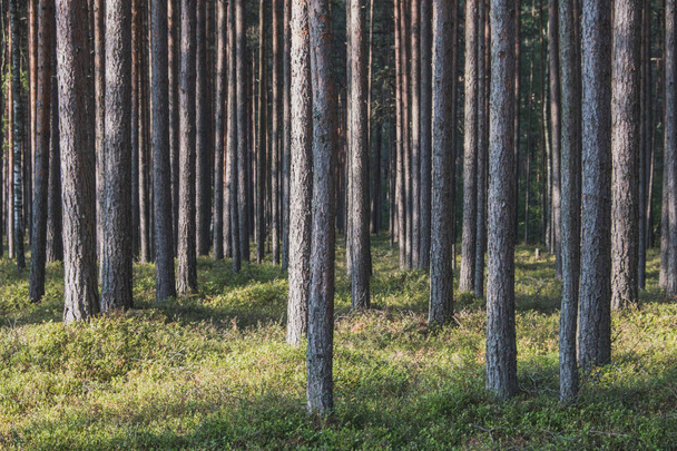 Landscape in the coniferous forest. Straight tree trunks. Pine trees grow straight and make a beautiful texture of thickets. Summer. day. - Foto, Imagem