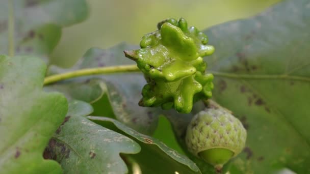 Unripe acorns oak on slight breeze-Knopper galls of eggs wasp (Andricus quercuscalicis) - Filmagem, Vídeo