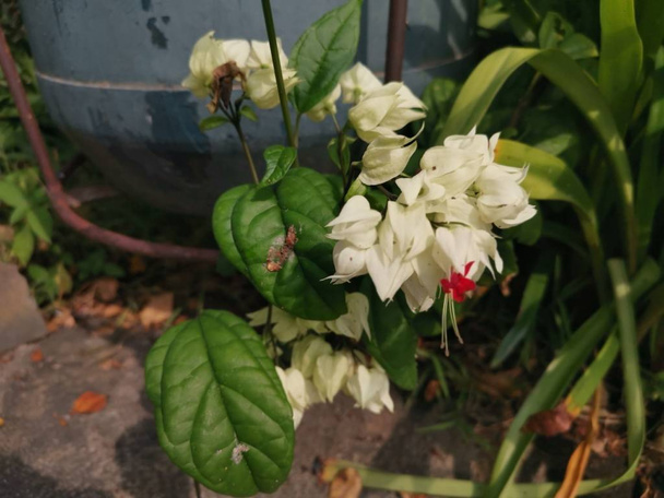 ovely white clerodendrum thomsoniae balf flower - Photo, Image