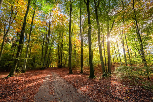 Amazing and brown forest in the autumn with sun beam - Foto, imagen