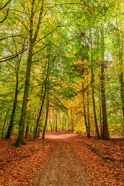Amazing and sunny forest in the autumn, Poland - Φωτογραφία, εικόνα
