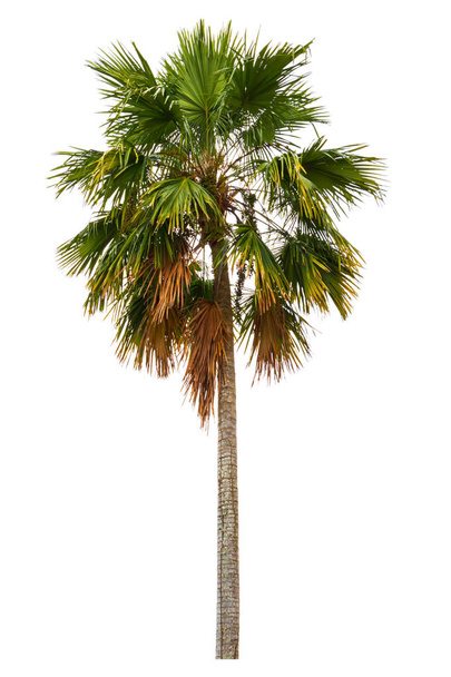 Palme Zierpflanzen schön isoliert auf weißem Hintergrund - Foto, Bild