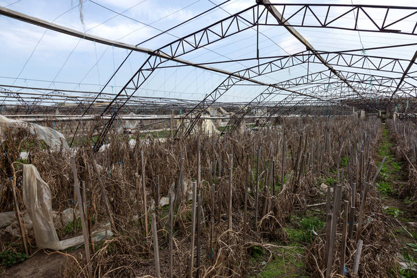 野菜栽培用温室。放棄された誰も産業資本の温室を必要としなかった。農業、経済危機ウクライナ2019を破壊。大規模な工業用温室。産業農業 - 写真・画像