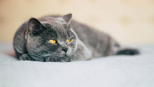Domestic lovely cat. British shorthair cat with expressive orange eyes while laying on the bed in room.  - Фото, изображение
