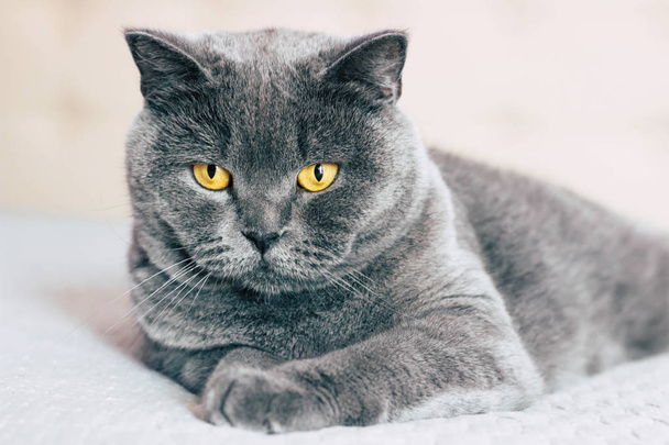 Domestic lovely cat. British shorthair cat with expressive orange eyes while laying on the bed in room.  - Photo, Image