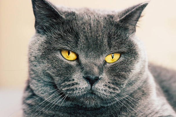 Domestic lovely cat. British shorthair cat with expressive orange eyes while laying on the bed in room.  - Foto, afbeelding