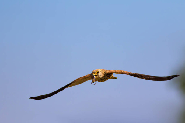 Flying falcon with hunt. Naturel background. Bird: Lesser Kestrel. Falco naumanni. - Photo, Image