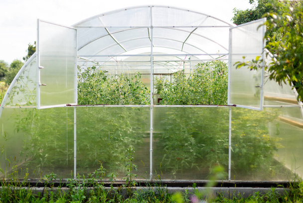Fachada de un invernadero de plástico transparente con ventanas abiertas
 - Foto, imagen
