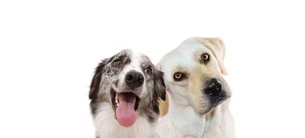 Banner dos perros mascotas. Labrador retriever pensando y teñido él
 - Foto, Imagen