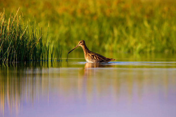 Χαριτωμένο πουλί του νερού και της φύσης. Πράσινο, κίτρινο φυσικό φόντο. Αντανάκλαση του νερού. Πουλάκι: "μπεκάτσα". Γκάινγκο. - Φωτογραφία, εικόνα