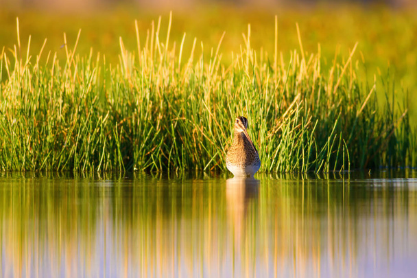 Cute water bird and nature. Green, yellow nature background. Water reflection. Bird: Common Snipe. Gallinago gallinago. - Photo, Image