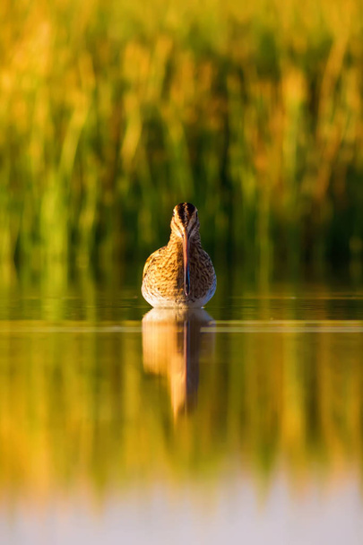Χαριτωμένο πουλί του νερού και της φύσης. Πράσινο, κίτρινο φυσικό φόντο. Αντανάκλαση του νερού. Πουλάκι: "μπεκάτσα". Γκάινγκο. - Φωτογραφία, εικόνα