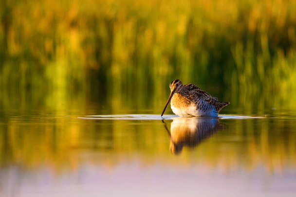 Leuke water vogel en natuur achtergrond. Groene, gele natuur achtergrond. Water reflectie. Vogel: gewone snipe. Gallinago gallinago. - Foto, afbeelding