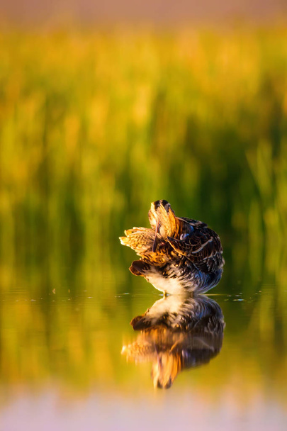 Χαριτωμένο πουλί νερού και φύση φόντο. Πράσινο, κίτρινο φυσικό φόντο. Αντανάκλαση του νερού. Πουλάκι: "μπεκάτσα". Γκάινγκο. - Φωτογραφία, εικόνα