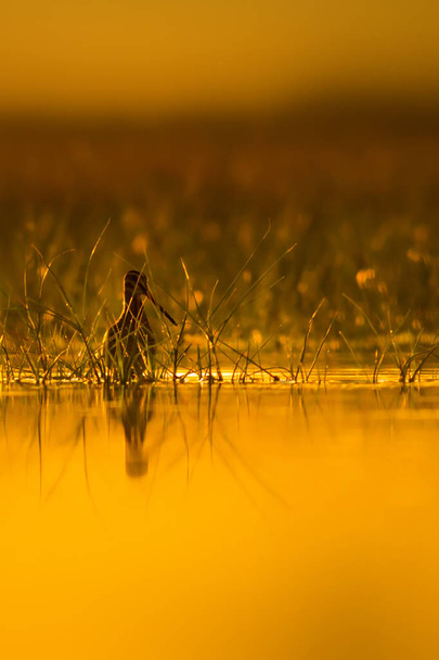 Cute water bird and nature background. Green, yellow nature background. Water reflection. Bird: Common Snipe. Gallinago gallinago. - Photo, Image
