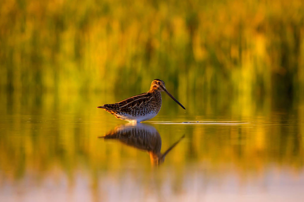 Cute water bird and nature background. Green, yellow nature background. Water reflection. Bird: Common Snipe. Gallinago gallinago. - Photo, Image