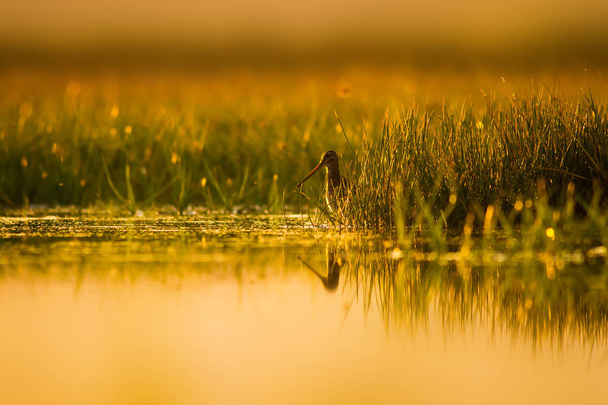 Симпатичная водяная птица и природный фон. Зеленый, желтый фон природы. Отражение воды. Bird: Common Snipe. Галлинаго-галлинаго
. - Фото, изображение
