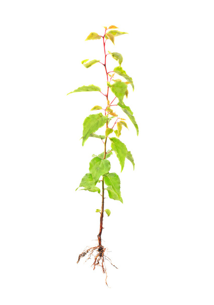 meruňkový mladý strom s root izolovaných na bílém - Fotografie, Obrázek