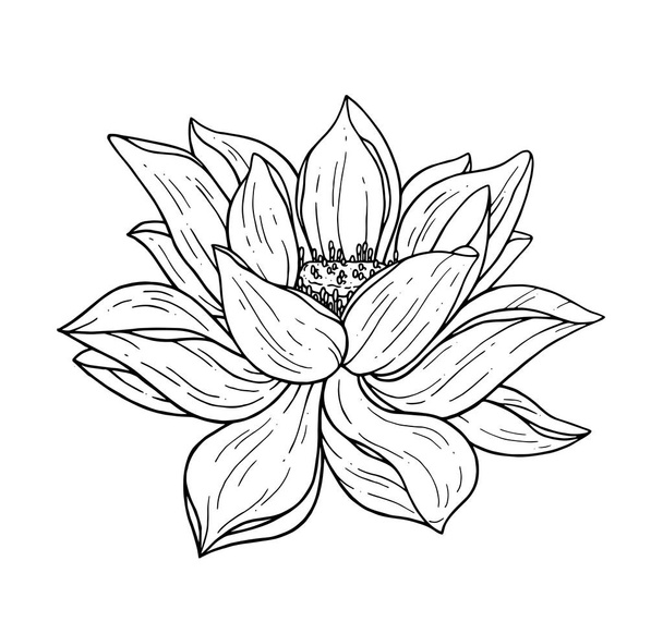 Beautiful black lotus flower monochrome vector hand work illustration is isolated on a white background. Decorative element for design - Vector, Image
