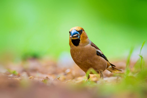 Aranyos kis madár Hawfinch. A hawfinch a földön táplálkozott. Zöld természetű háttér. Madár: Hawfinch. A Coccothraustes Coccothraustes. - Fotó, kép