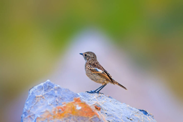 Cute Little Bird Stonechat. Tło przyrodnicze. Ptak: European Stonechat. Systematyka w: Kląskawka.  - Zdjęcie, obraz