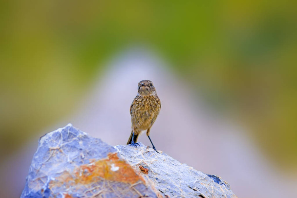 Cute little bird Stonechat. Nature background. Bird: European Stonechat. Saxicola rubicola.  - Photo, Image