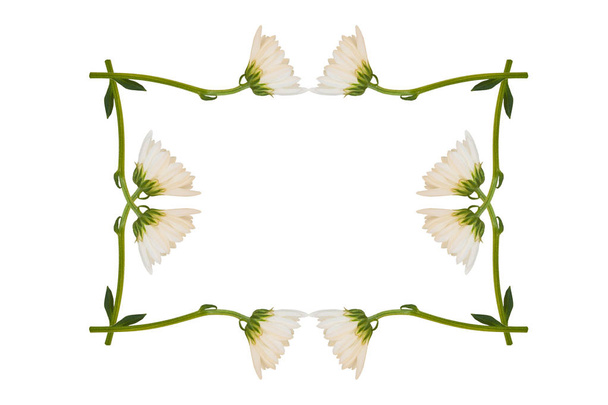 Цветущие осенние цветы хризантемы
 - Фото, изображение