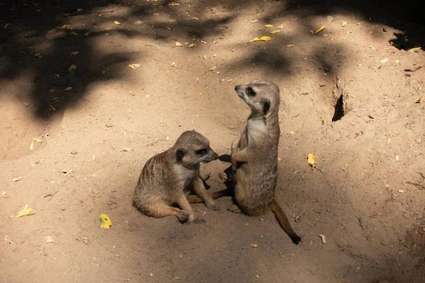 Familia Meerkat en el zoológico
 - Foto, imagen