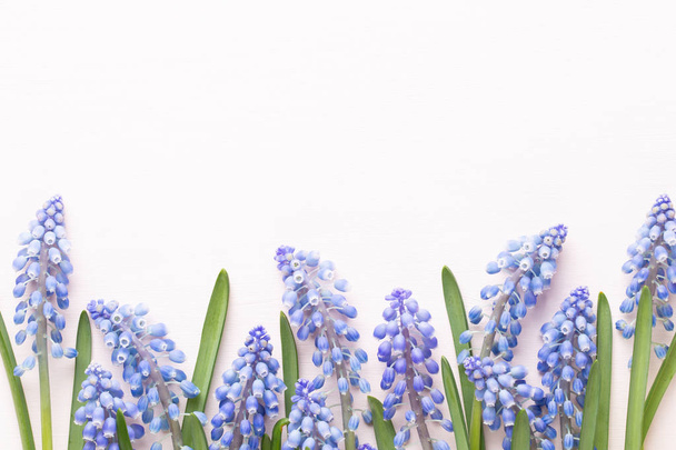 Spring blue muscari flowers. Muscari flowers on pink pastel back - Foto, Imagen