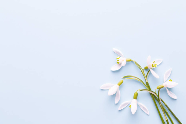 Fresh snowdrops on blue background with place for text. Spring g - Foto, Imagen