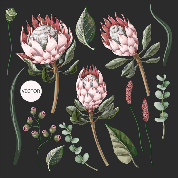 Set of protea flowers, eucalyptus and leaves isolated. Vector. - Vector, Image