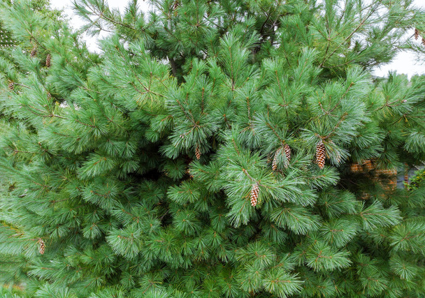 Tres conos de pino de un hermoso pino verde agujas de pino largas
 - Foto, Imagen