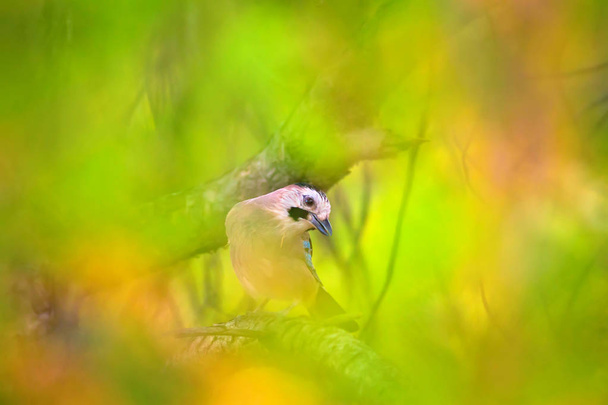 Retrato de pájaro lindo. Fondo colorido de la naturaleza. Ave: urraca euroasiática. Pica pica
. - Foto, imagen