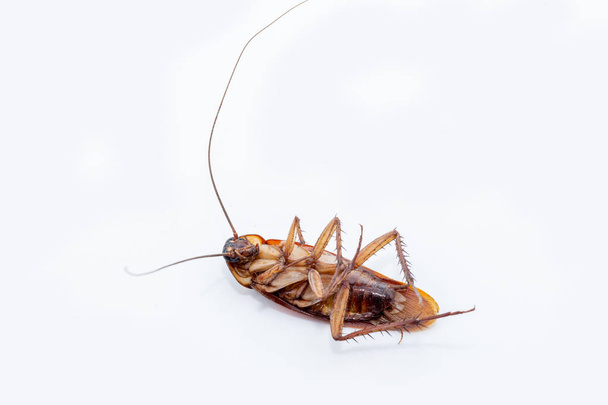Brezilyalı hamamböceği beyaz arka planda öldürüldü. Yüksek çözünürlükte ölü böcek fotoğrafı. Brezilya böcek ve ortak haşere. - Fotoğraf, Görsel
