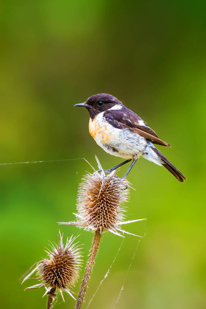 Aranyos kis madár Stonechat. Zöld természet háttér. Madár: Európai Stonechat. Rózsahegy.  - Fotó, kép