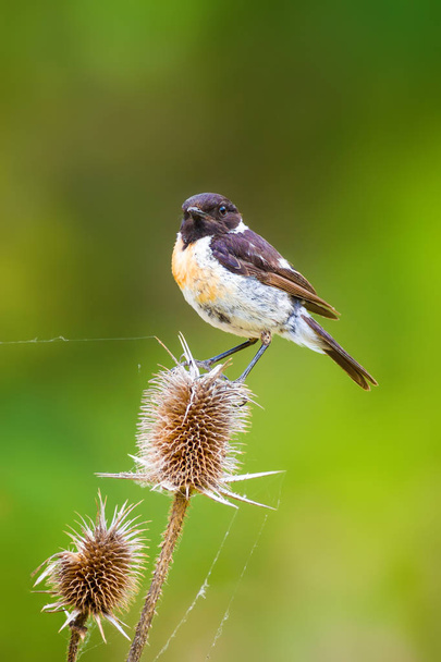 Cute little bird Stonechat. Green Nature background. Bird: European Stonechat. Saxicola rubicola.  - Photo, Image