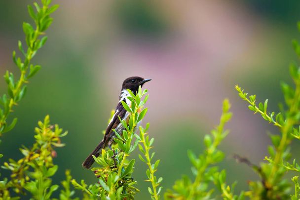 Cute Little Bird Stonechat. Zielone tło natury. Ptak: European Stonechat. Systematyka w: Kląskawka.  - Zdjęcie, obraz