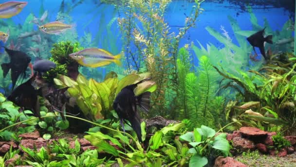 ενυδρείο με ψάρια πολύχρωμες - Πλάνα, βίντεο
