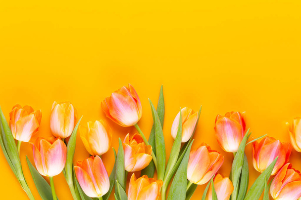 Yellow pastels color tulips on yellow background. - Fotó, kép