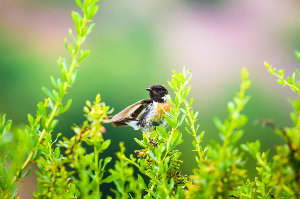 Aranyos kis madár Stonechat. Zöld természet háttér. Madár: Európai Stonechat. Rózsahegy.  - Fotó, kép