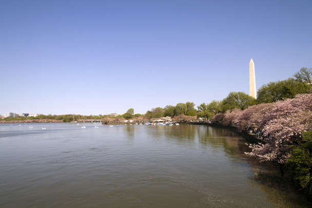 wiśni z Pomnik Waszyngtona - Zdjęcie, obraz