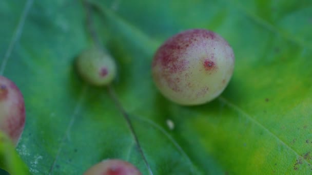 Leaf beech with parasitoid larvae in gall (Mikiola fagi) - Filmati, video