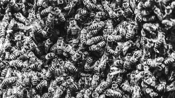 Rój europejskich pszczół miodnych przylega do królowej pszczół na krzew czarno-biały - Zdjęcie, obraz